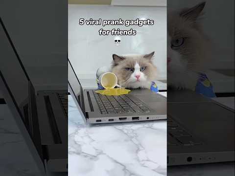 cat #cat #funny #pets #food #cute #home #comedy