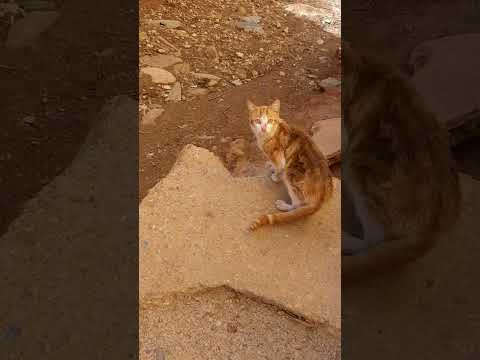 #music #meaw #shortvideo #youtubeshorts