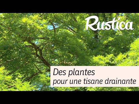 Sélection de plantes pour une tisane drainante