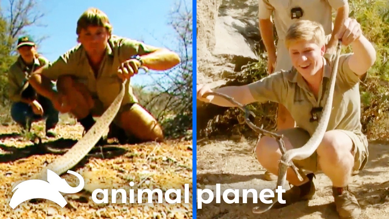 Just Like Dad! Steve Irwin’s Influence on His Family ❤️🐊 🐍 Animal Planet