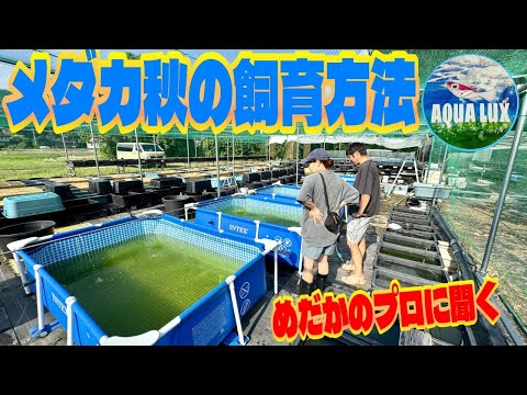 【めだか】秋なのに暑い9月のメダカ飼育方法（メダカのプロに聞く！やはり大事なのは〇〇でした）