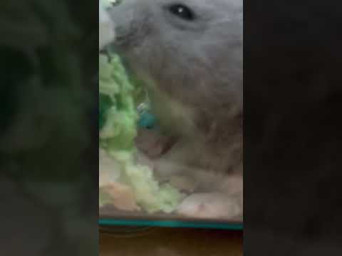 『ジャンガリアンハムスター』玲那ちゃん日記2玲那ちゃん初めて巣を作り中可愛い😍 #ちゃんねる登録お願いします #チャンネル登録お願いします #ジャンガリアンハムスター