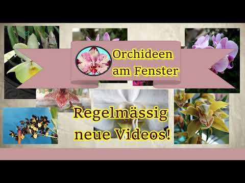 Willkommen bei den Orchideen am Fenster