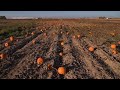 Drought one of several challenges facing pumpkin farmers in the West