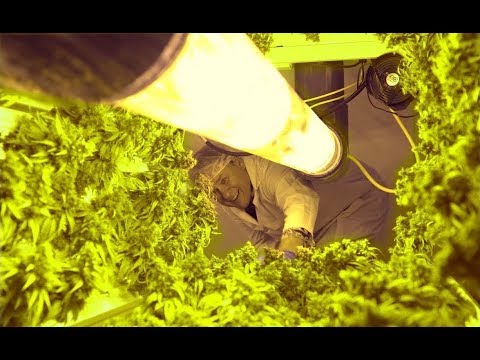 RavenQuest BioMed Orbital Garden Grow-Op