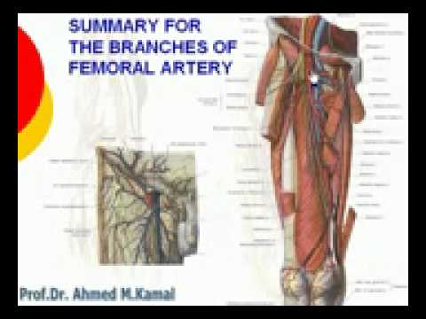 Medial Circumflex Femoral Artery