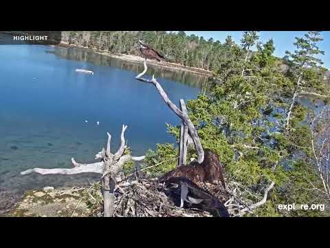 Audubon Osprey Nest | 2025 Highlights