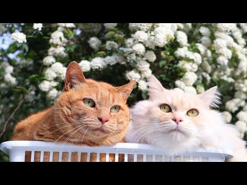 猫の動画サムネイル - コデマリ　のせ猫　250611