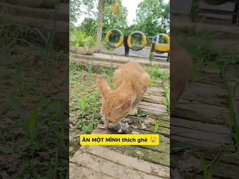 MÈO ĐÓI ĂN CẢ GAI: SEN ĐÂU VỀ NGAY?! #meo#vutrudrameo#haihuoc#xuhuong#meme