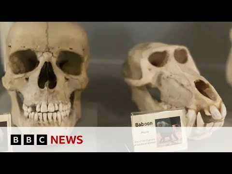 British scientists grow human tooth in a laboratory | BBC News