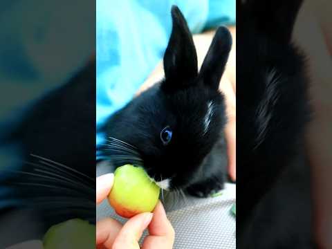 black lilte rabbit eating apple 🐇