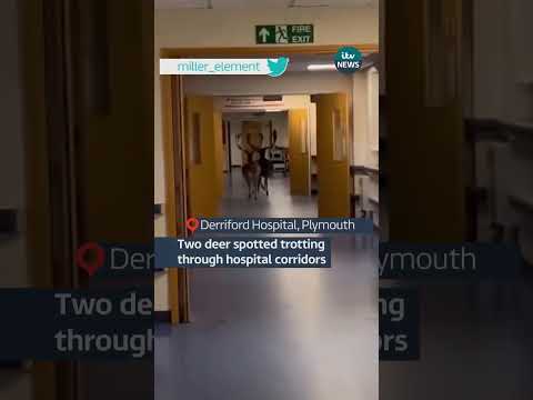 Two deer spotted trotting through hospital corridors #itvnews #deer #hospital #plymouth