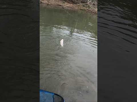 My Net Man SUCKS!! It's Me, I'm the Net Man. #fishing #Trout #fail