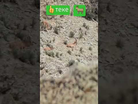 тоо теке, горный козел #теке #козерог #козел