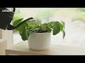 Paulina Self Watering Pot 20cm White 48210