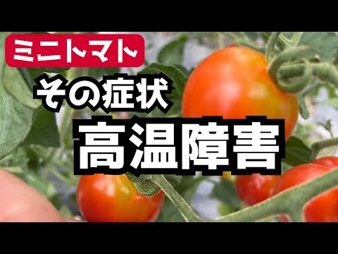 【ミニトマトの育て方】高温障害とは?「花落ち、実割れ、着色不良…」