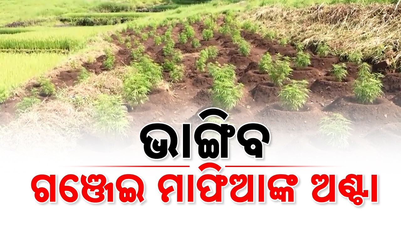 Ganja Mafia-Official Nexus | Odisha Govt Warns Officers Over Illegal Cultivation | Argus News