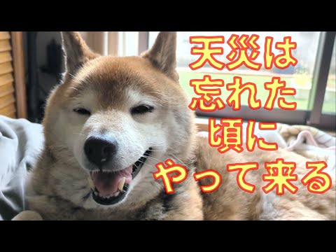 犬の動画サムネイル - 【979】またやってしまった父