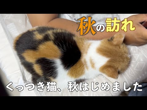 夏の終わり！？猫で感じる秋の気配