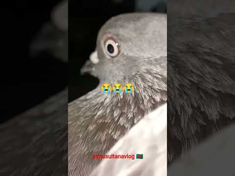 কোথা থেকে এসে দুঃখটা পেয়ে গেল😭#minusultanavlog #reels #pigeon #shorts #vairal #vlog #foryou #fypage