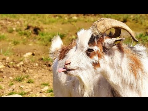 WARNING: you will DIE of LAUGHTER! // The craziest ANIMAL compilation EVER