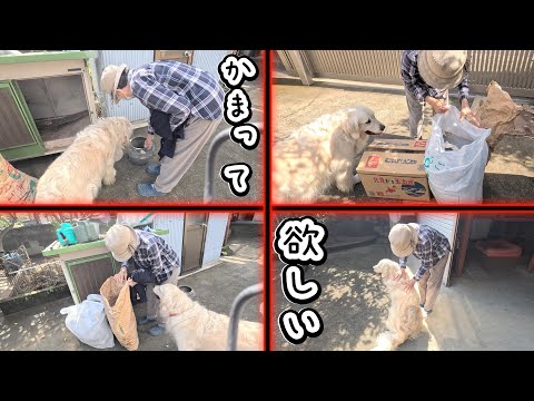 かまって欲しいのでばあやんの視界から外れなように心がける犬・・・。 #メイちゃんねる