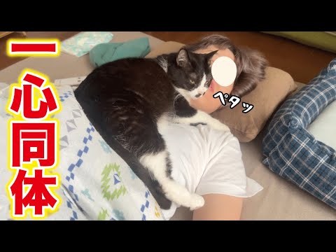 朝から磁石みたいにべったり顔に張り付いてくる愛が重めな甘えん坊猫