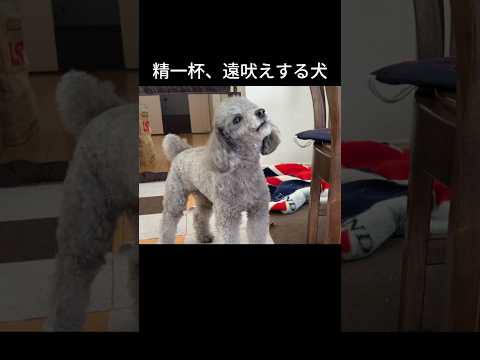 【犬の日常】精一杯遠吠えする犬 #トイプードル #犬 #かわいい #癒し #見て #犬のいる生活 #多頭飼育