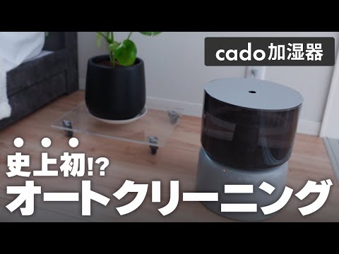 【2025年最新】cado加湿器✨オートクリーニングで手間知らず!!掃除嫌い必見のおすすめアイテム