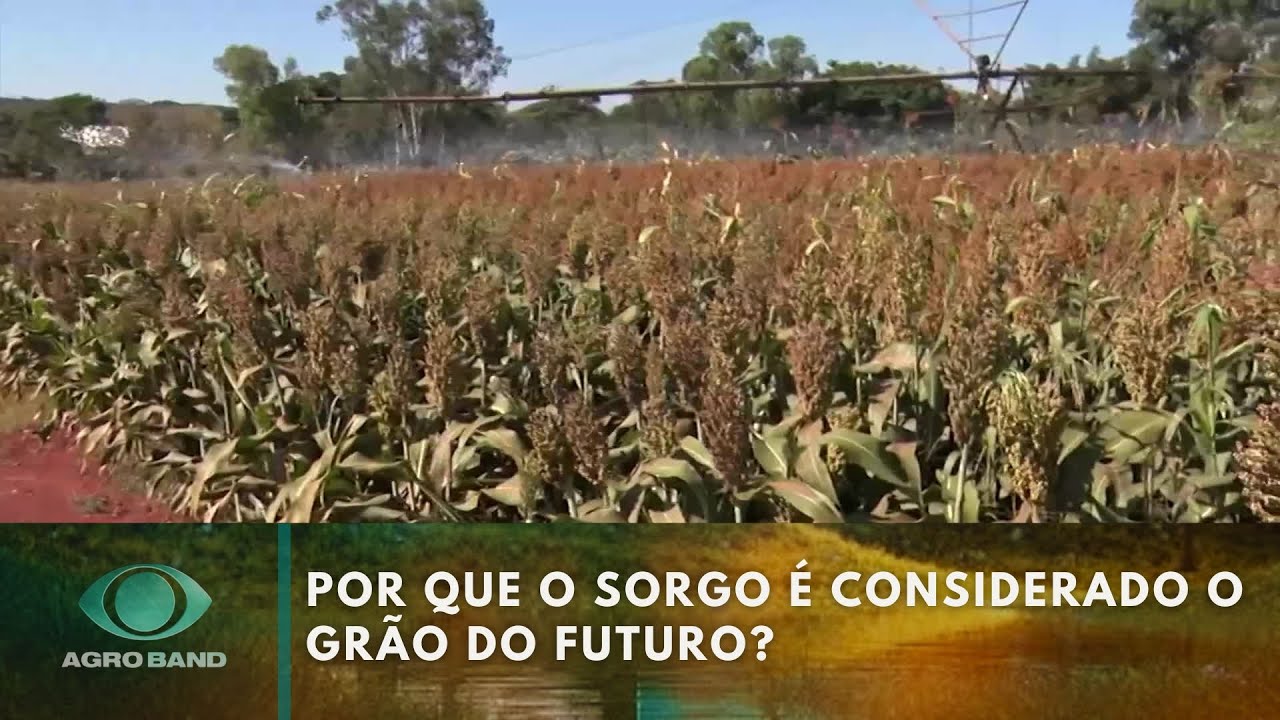 Por que o sorgo é considerado o grão do futuro