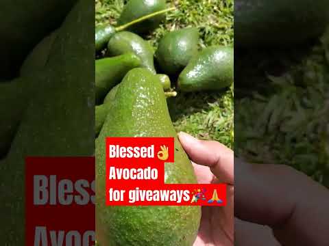Yey! Avocado overload #nature #shortsvideo #viralvideo #shortsbeta #shortsviral #shorts #shortvideo
