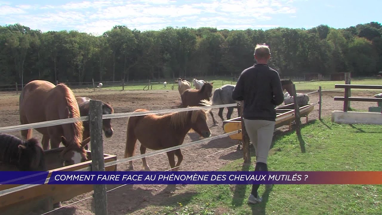 Yvelines | Comment faire face au phénomène des chevaux mutilés dans les Yvelines ?
