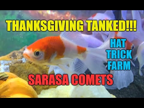 💛COMET GOLDFISH |🦃THANKSGIVING TANKED!!!🦃 Hi everyone, I guess better late than never! This is the display I created for Thanksgiving.
I had f
