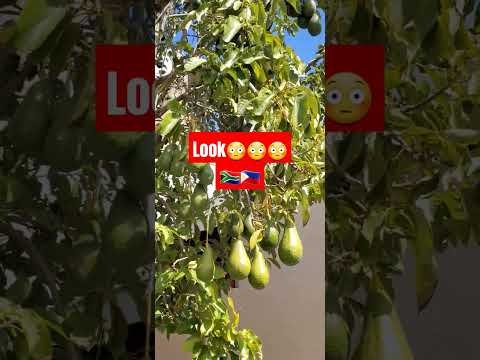 Golden fruits🎉 #avo #nature #viralvideo #viralshorts #viralshort #shortsvideo #shortsviral