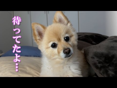 飼い主の回復を待っていた愛犬がこうなりました…！