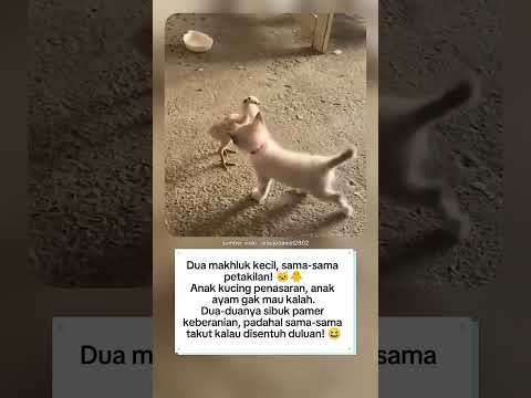 "Dua Petakilan Bertemu: Kucing vs Ayam, Siapa yang Lebih Penasaran?" 🐱🐥😂