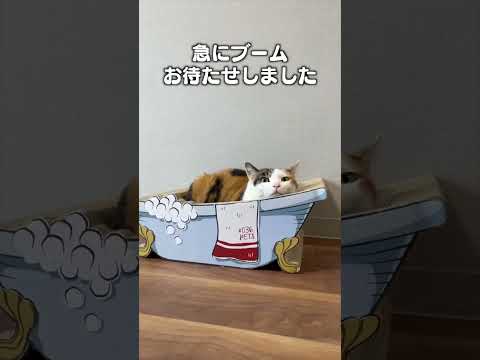 猫の動画サムネイル - 「急にブーム」猫あるあるソング
