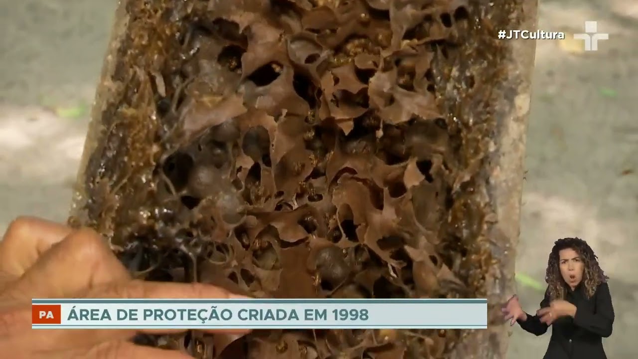Mudanças climáticas afetam produção de mel de abelhas sem ferrão em reserva extrativista no Pará