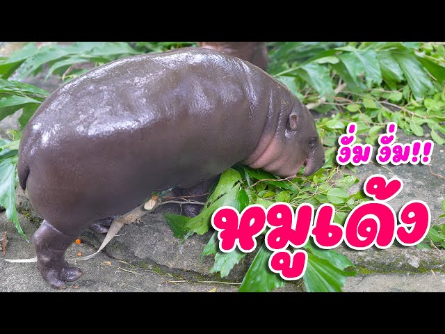 เพลง หมูด้วง ฮิปโปแคระ สวนสัตว์ขอนแก่น คิดส์มีซอง 2568 | KidsMeSong