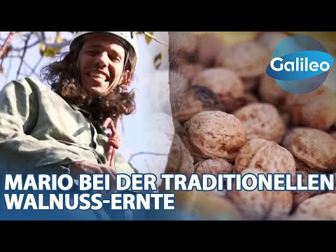 Bis zu 30 Meter hohe Bäume erklimmen! Reporter Mario hilft bei der traditionellen Ernte