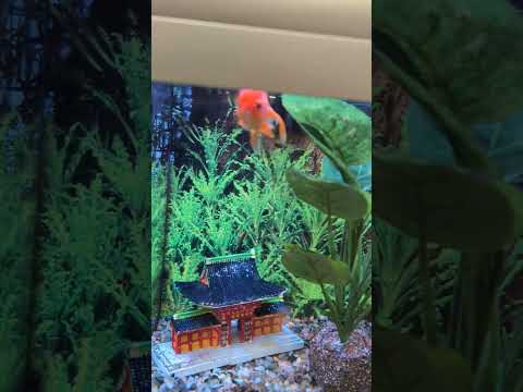 Orandas Goldfish at Petsmart, surprisingly looking 4282 --- Orandas Goldfish at Petsmart, surprisingly looking good! 
Don't forget to subscribe, like, 