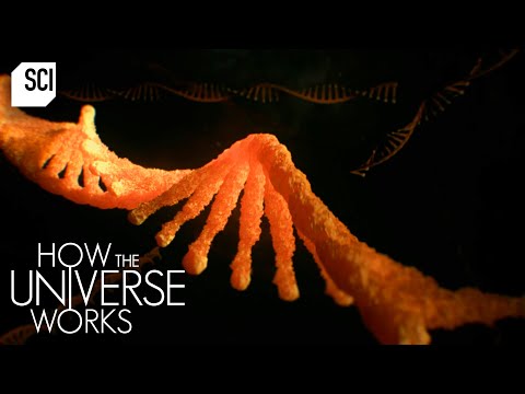 The Origin Of Our Genetic Code | How the Universe Works | Science Channel