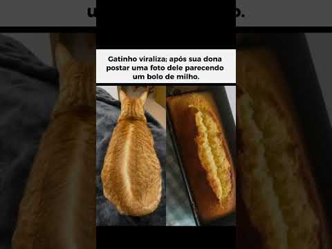 A dona desse gatinho postou uma foto e acabou viralizando na internet porque o gato parecia um bolo
