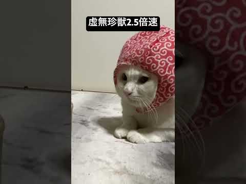 虚無珍獣vs回転おもちゃ2.5倍速 #cat  #猫  #ねこ  #animal #cute #猫のいる暮らし #shorts