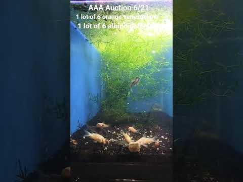 6/21 AAA Auction orange venezuelan corys and albin 