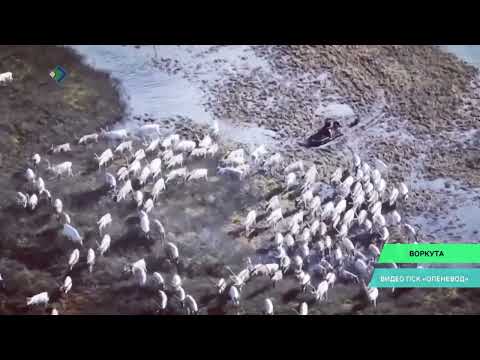 У воркутинских оленеводов стартовала «летовка»