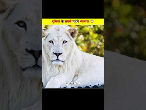 दुनिया के सबसे महंगे जानवर 😱 | Most Expensive Animals in the World | #facts #AnimalFacts #FactShorts