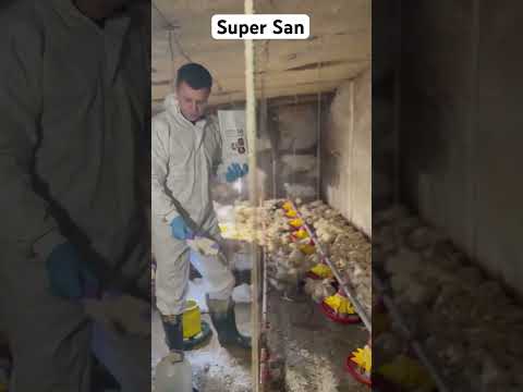 Дезінфекція курника препаратом Super San #комбікорм #стандартагро