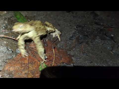 Herping in Prague - Common Toad hunting prey earthworms - ropucha obecná (Bufo bufo) požírání žížaly