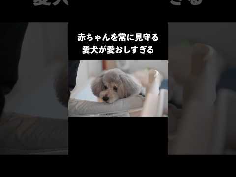 赤ちゃんが産まれて愛犬の様子が・・・ サムネイル